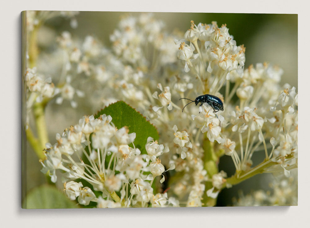 Beetle on Flowering Deer Brush, Hogback Mountain, Klamath Falls, Oregon