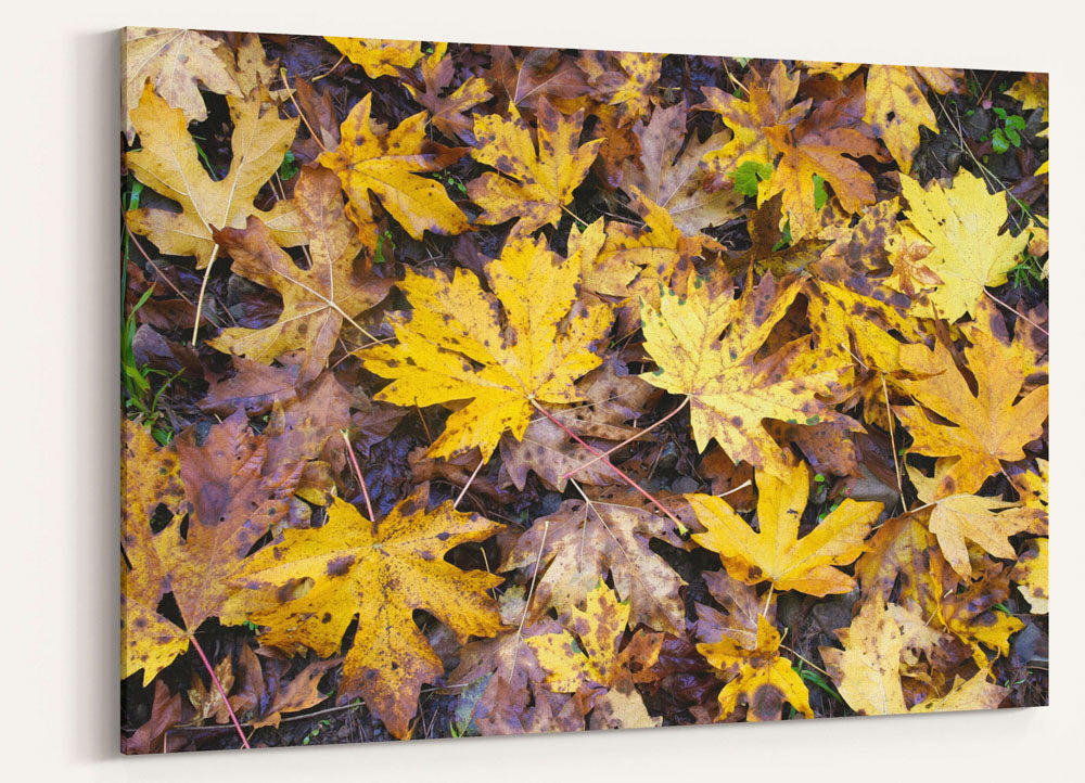 Big-Leaf Maple Fall-Colored Leaves on Ground, Willamette National Forest, Oregon