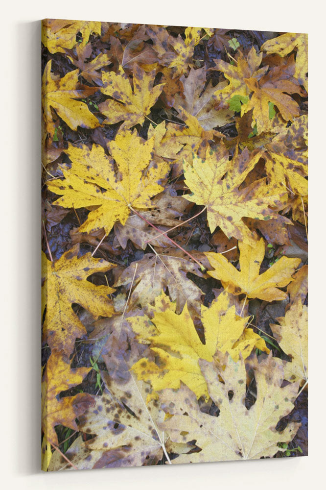 Bigleaf maple Fall colors Aufderheide Scenic Byway, Oregon
