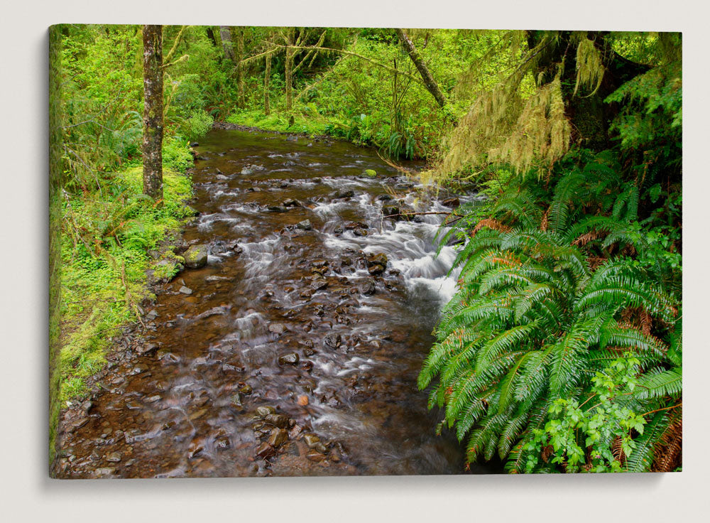 Cape Creek, Giant Spruce Trail, Cape Perpetua Scenic Area, Siuslaw National Forest, Oregon