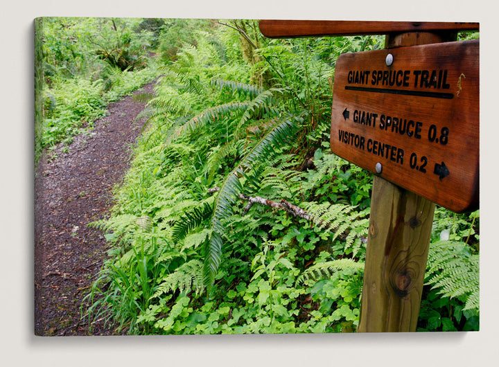 Giant Spruce Trail, Cape Perpetua Scenic Area, Siuslaw National Forest, Oregon, USA