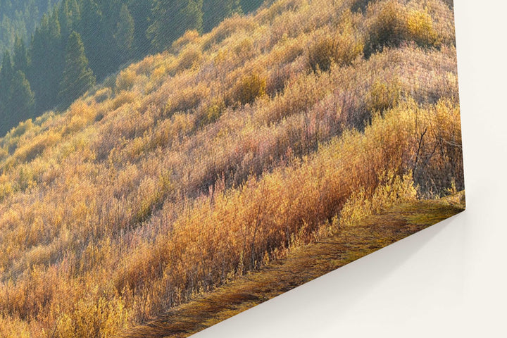 Blackfoot River Fall-Colored Floodplain, Montana