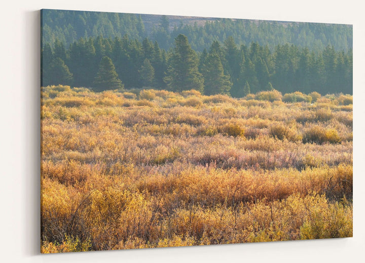 Blackfoot River Fall-Colored Floodplain, Montana