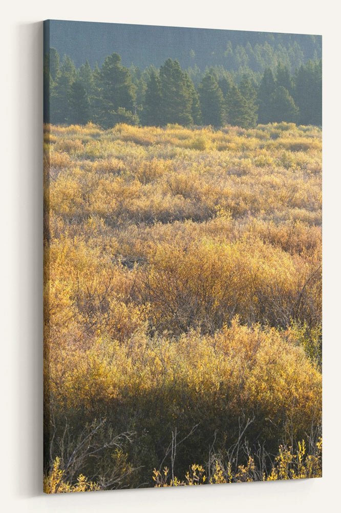 Blackfoot River Fall-Colored Floodplain, Montana