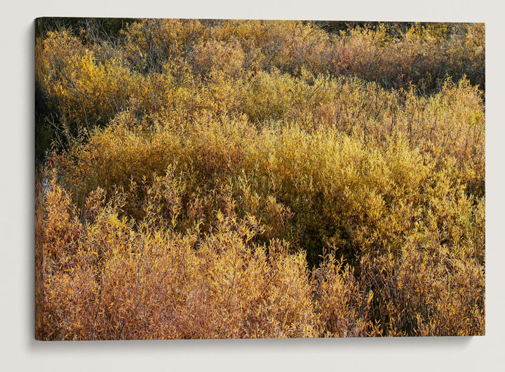 Shrubs in Autumn Along Blackfoot River, Montana, USA