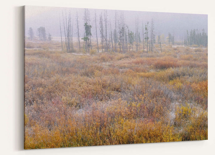 Blackfoot River Fall-Colored Floodplain, Montana