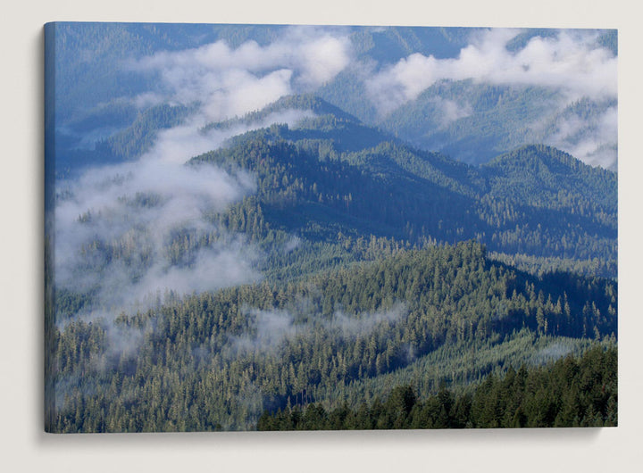 Low Clouds and Blue River Ridge, HJ Andrews Forest, Oregon