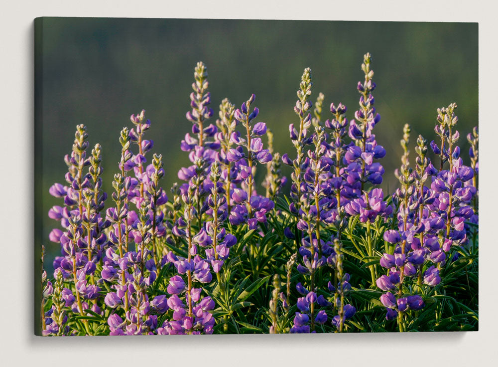 Blue-Pod Lupine In Mountain Meadow, Nez Perce National Forest, Idaho, USA