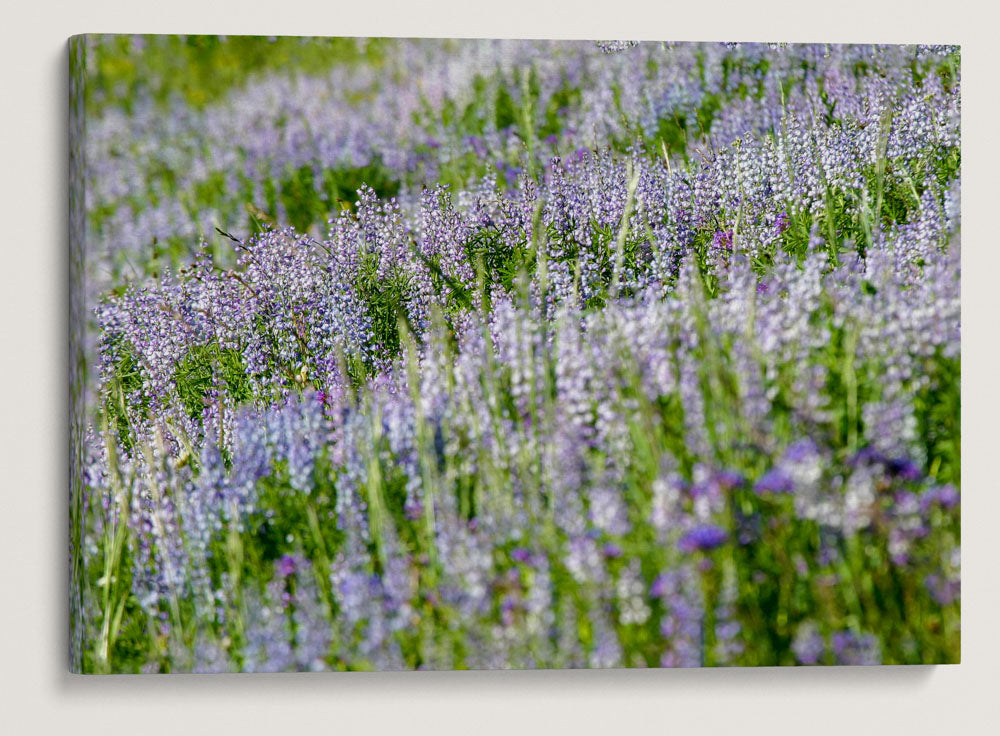 Blue-Pod Lupine In Mountain Meadow, Nez Perce National Forest, Idaho, USA