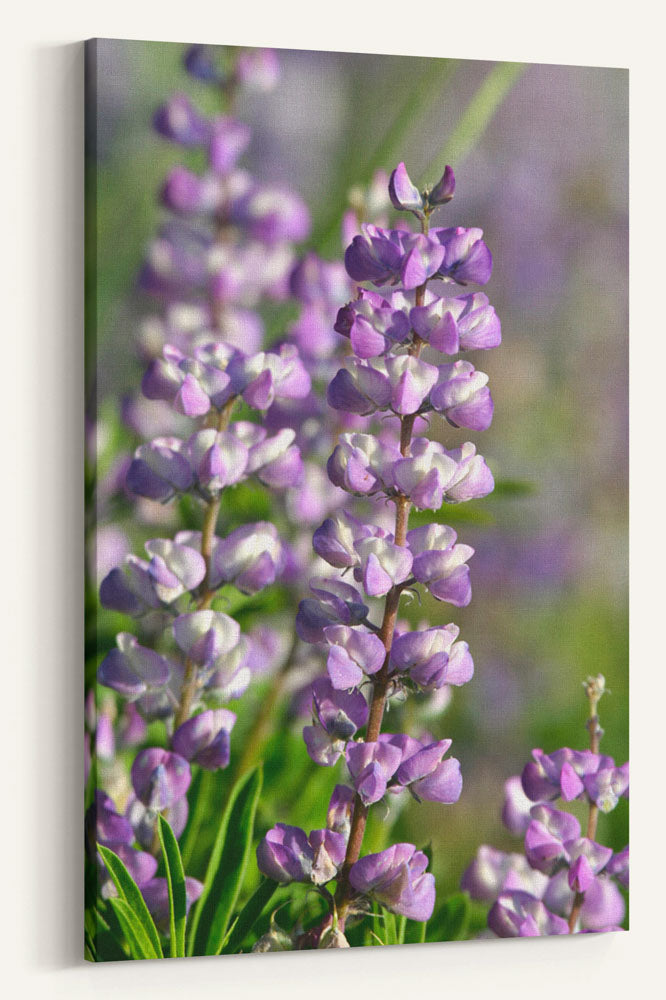 Flowering Lupine Closeup, Nez Perce National Forest, Idaho