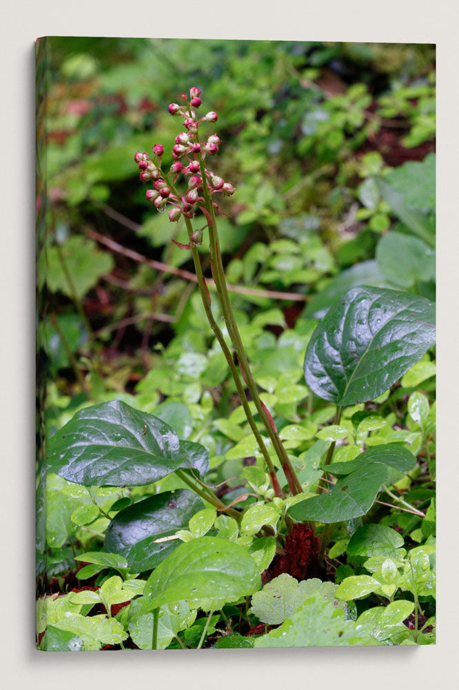 Bog Wintergreen, Lookout Creek Old-Growth Trail, HJ Andrews Forest, Oregon, USA