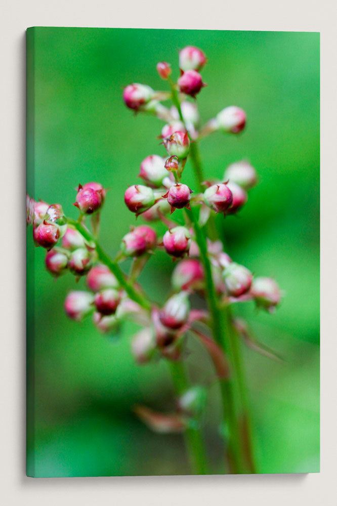 Bog Wintergreen Flower Buds, Lookout Creek Old-Growth Trail, HJ Andrews Forest, Oregon, USA