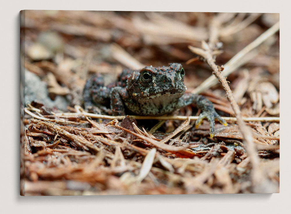 Boreal Toad, Prairie Creek Redwoods State Park, California, USA