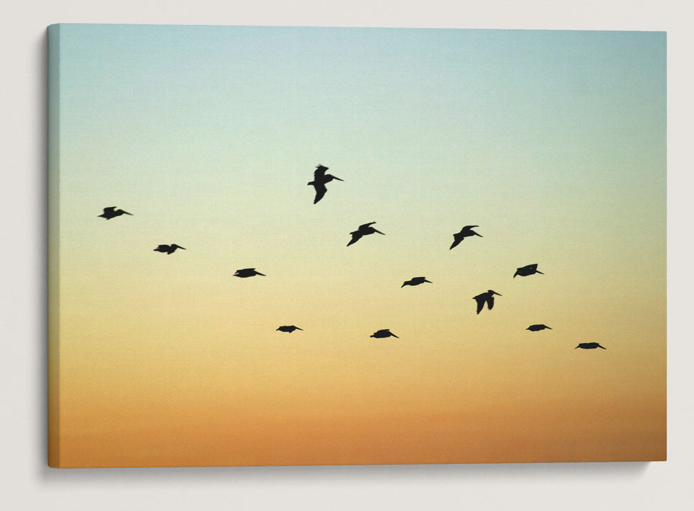 Brown Pelicans in Flight, East Anacapa Island, Channel Islands National Park, California