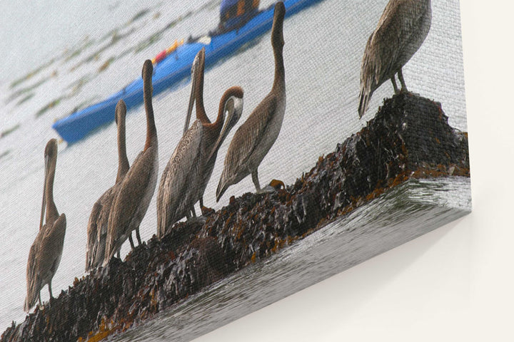 Brown pelicans watch kayaker, Trinidad Bay, Trinidad, California