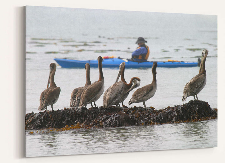 Brown pelicans watch kayaker, Trinidad Bay, Trinidad, California