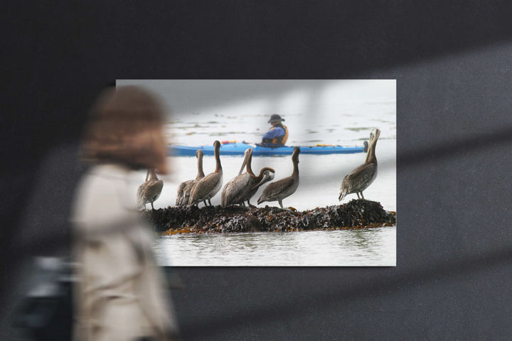 Brown pelicans watch kayaker, Trinidad Bay, Trinidad, California