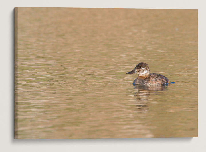 Bufflehead, Tule Lake National Wildlife Refuge, California, USA