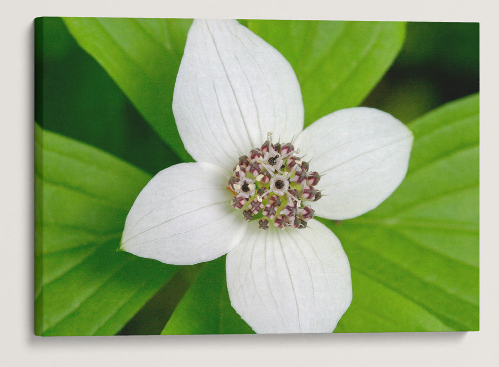 Bunchberry, Lookout Creek Old-Growth Trail, H.J. Andrews Forest, Oregon, USA