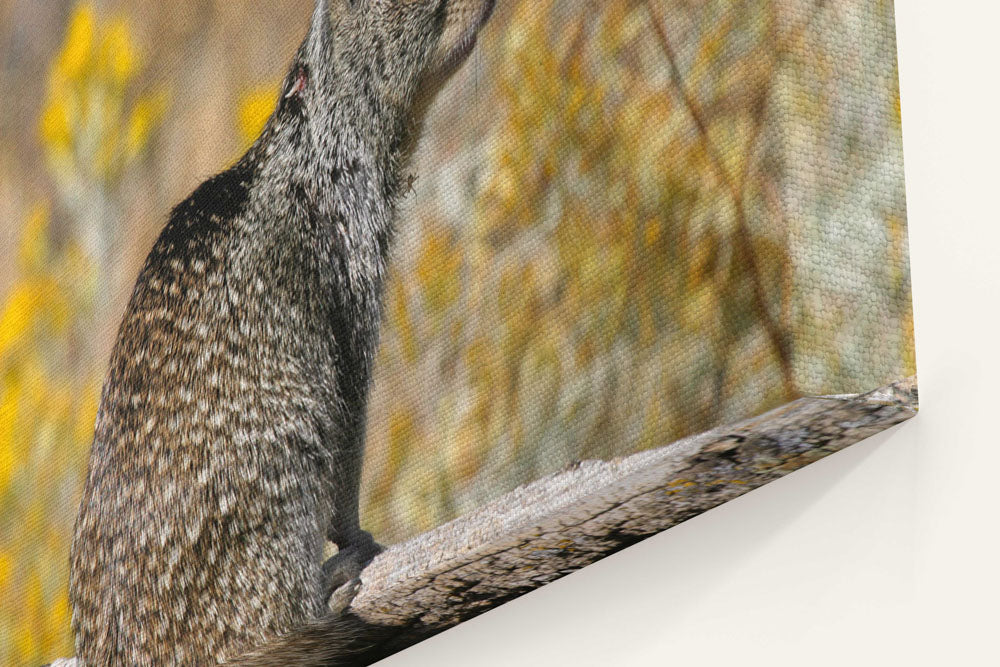 California ground squirrel, Tule Lake National Wildlife Refuge, California