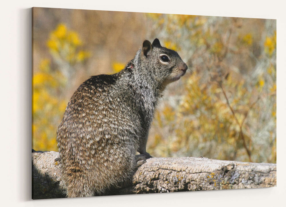 California ground squirrel, Tule Lake National Wildlife Refuge, California