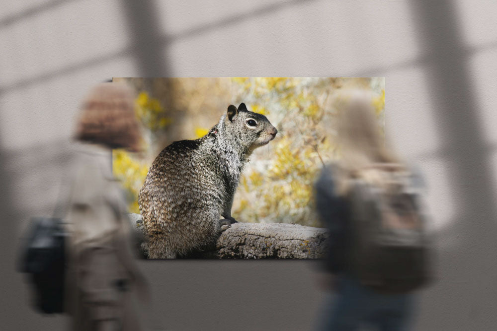 California ground squirrel, Tule Lake National Wildlife Refuge, California