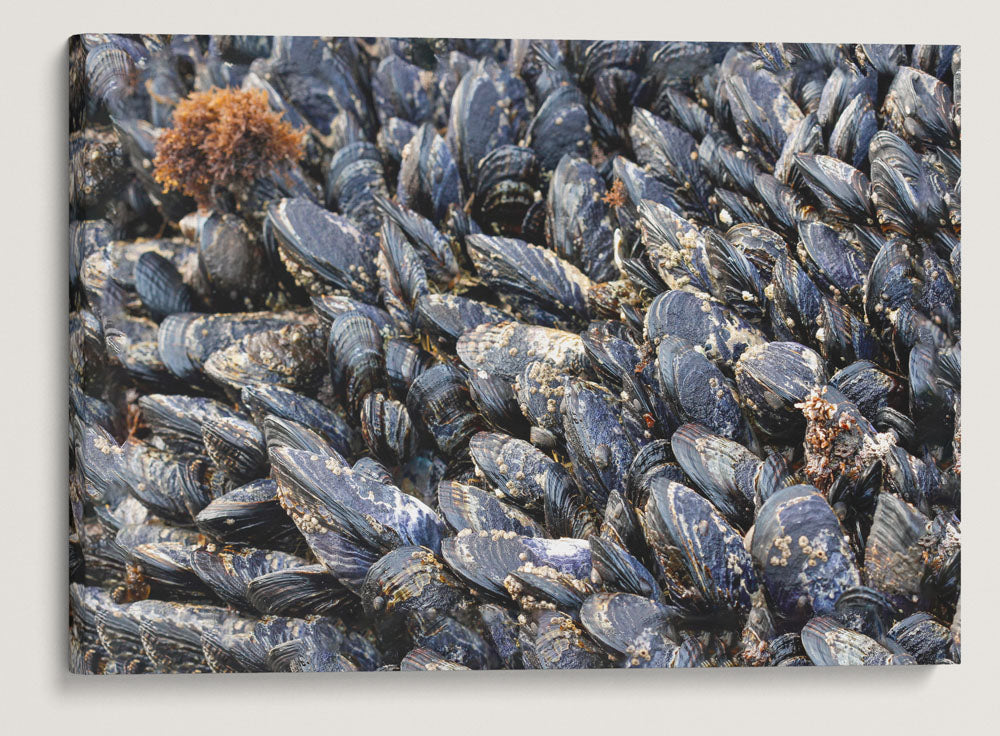 California Mussels, Martin Creek Beach, Trinidad, California, USA