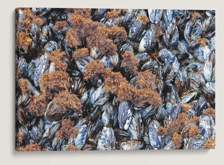 California Mussels, Martin Creek Beach, Trinidad, California, USA