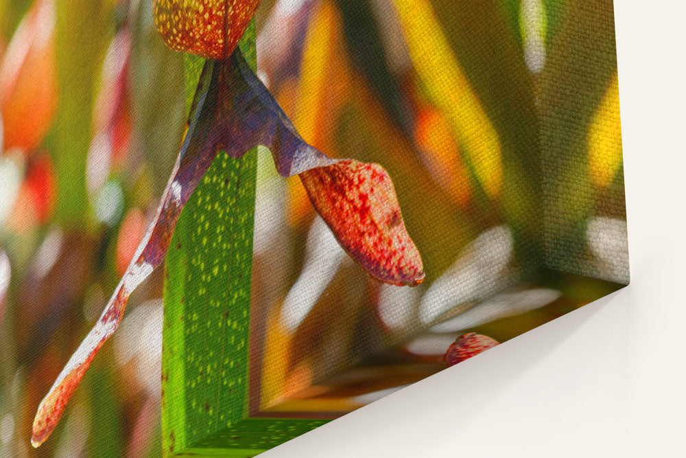 California Pitcher Plants, Darlingtonia trail, Six Rivers National Forest, California, USA