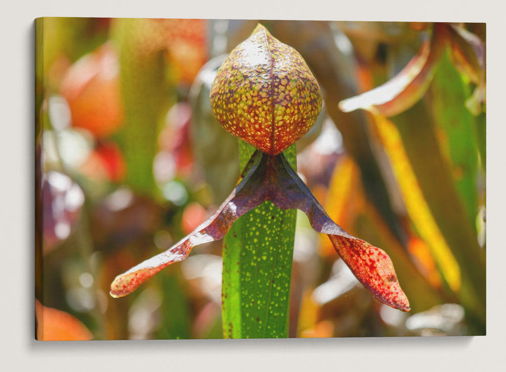 California Pitcher Plants, Darlingtonia trail, Six Rivers National Forest, California, USA