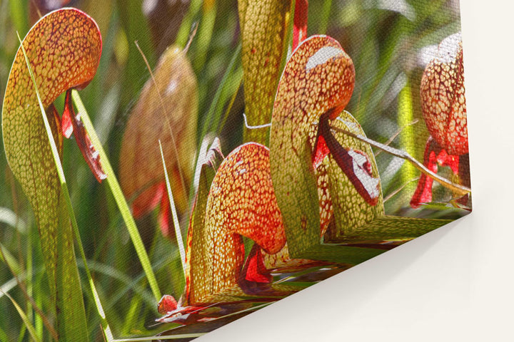 California pitcher plants, Darlingtonia trail, Six Rivers National Forest, California