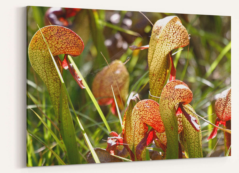 California pitcher plants, Darlingtonia trail, Six Rivers National Forest, California