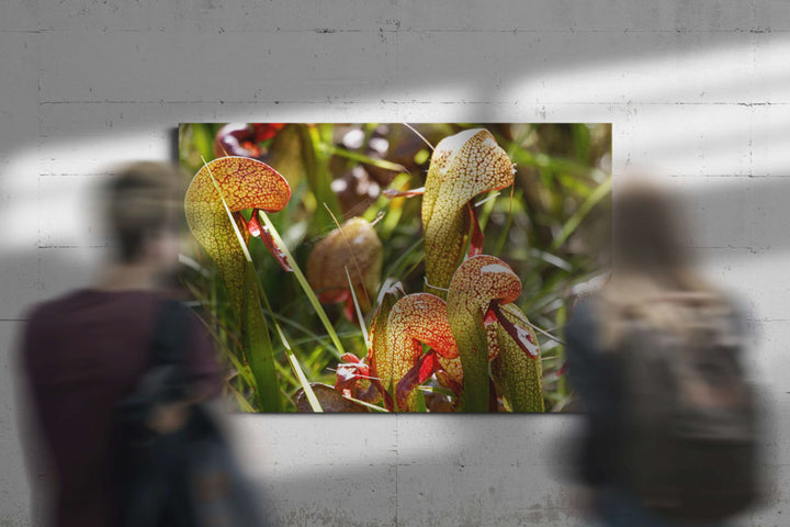 California pitcher plants, Darlingtonia trail, Six Rivers National Forest, California