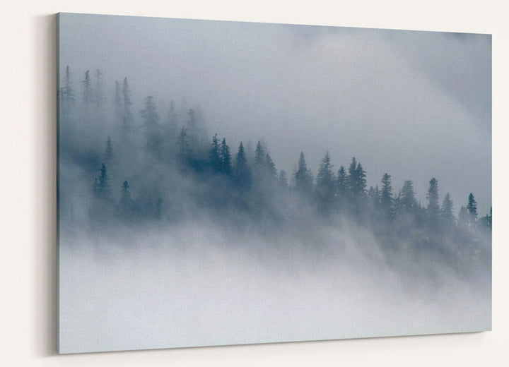 Forest and Clouds, Carpenter Mountain, Oregon