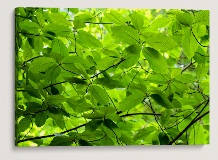 Cascara, Foothill Trail, Prairie Creek Redwoods State Park, California, USA