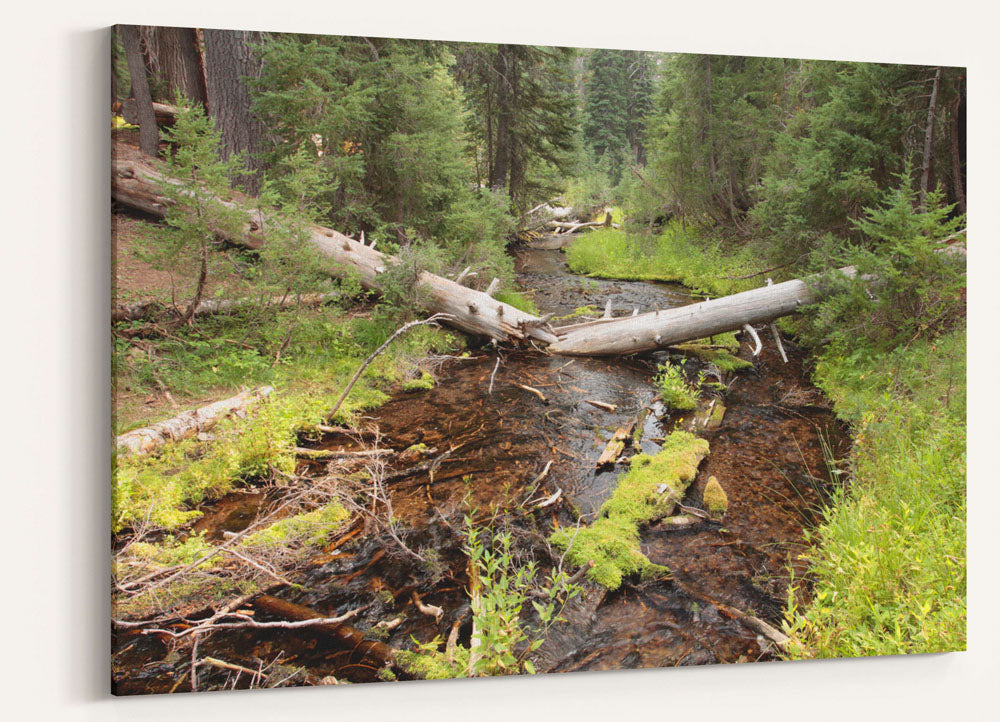 Annie Creek, Castle Crest Wildflower Garden, Crater Lake National Park, Oregon