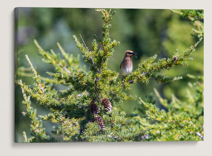 Cedar Waxwing, Carpenter Mountain, HJ Andrews Forest, Oregon, USA