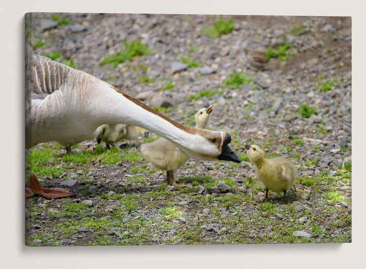 Goose and Gosling, Veterans Memorial Park, Klamath Falls, Oregon, USA