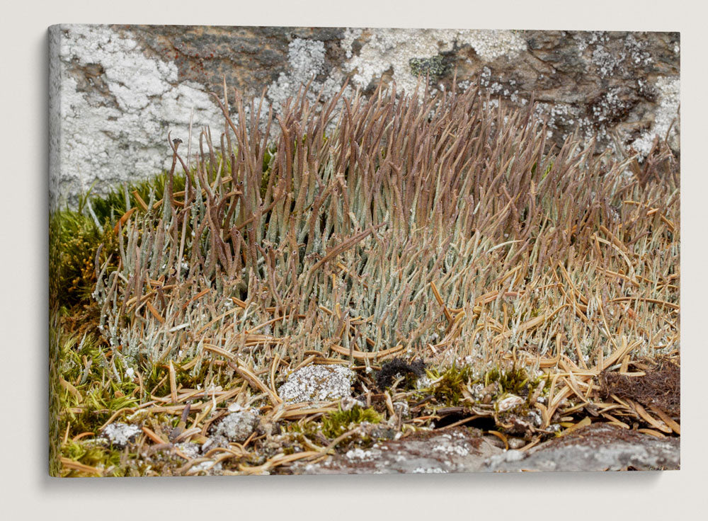 Rock Lichen, Carpenter Mountain, HJ Andrews Forest, Oregon, USA