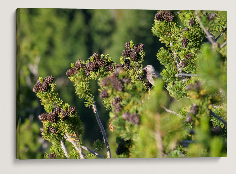 Clark's Nutcracker and Whitebark Pine, Crater Lake National Park, Oregon, USA