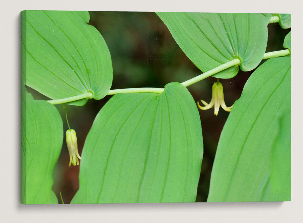 Clasping Twisted-Stalk, Prairie Creek Trail, Prairie Creek Redwoods State Park, California, USA