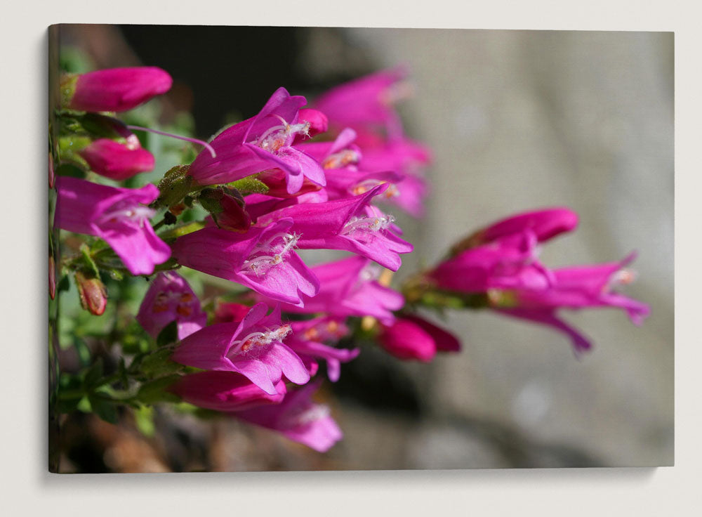 Cliff Beardtongue, Crater Lake National Park, Oregon, USA