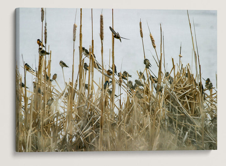 Cliff Swallows in Cattails, Tule Lake National Wildlife Refuge, California, USA