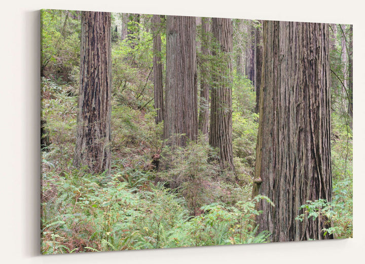 Coastal redwood forest, Del Norte Coast Redwoods State Park, California