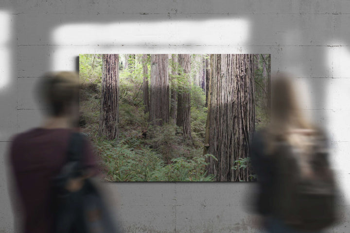 Coastal redwood forest, Del Norte Coast Redwoods State Park, California