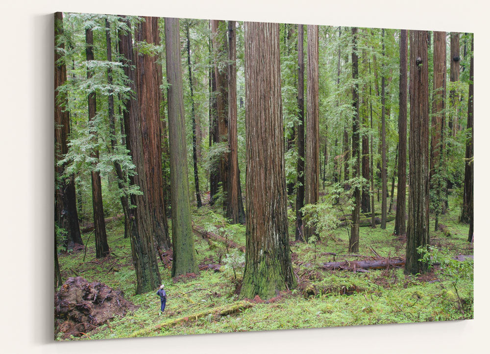 Coastal Redwood Forest, Humboldt Redwoods State Park, California, USA