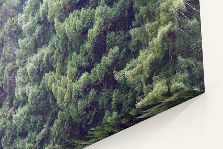 Coastal redwood tree canopy, Humboldt Redwoods State Park, California