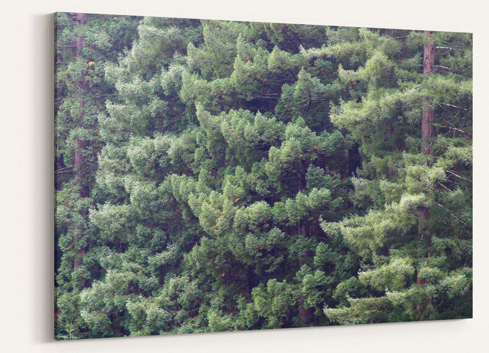 Coastal redwood tree canopy, Humboldt Redwoods State Park, California