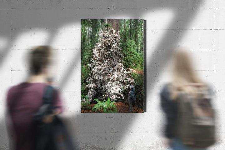 Albino/Ghost Redwood, Humboldt Redwoods State Park, California