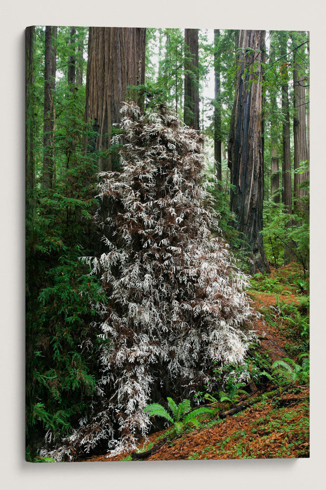 Albino/Ghost Redwood, Humboldt Redwoods State Park, California